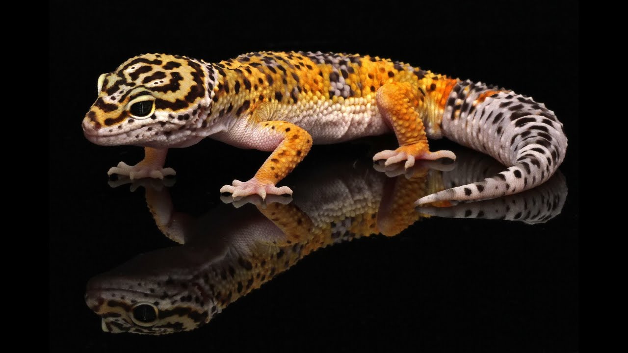 leopard gecko wallpaper,vertebrate,reptile,gecko,lizard,terrestrial animal