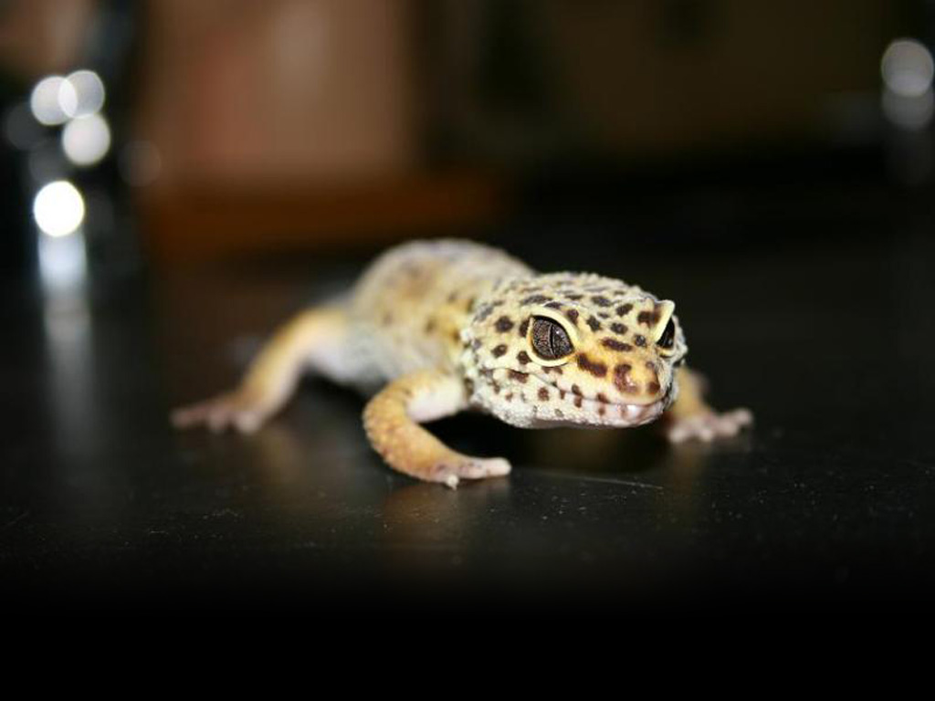 fondo de pantalla de gecko leopardo,reptil,geco,lagartija,animal terrestre,sapo