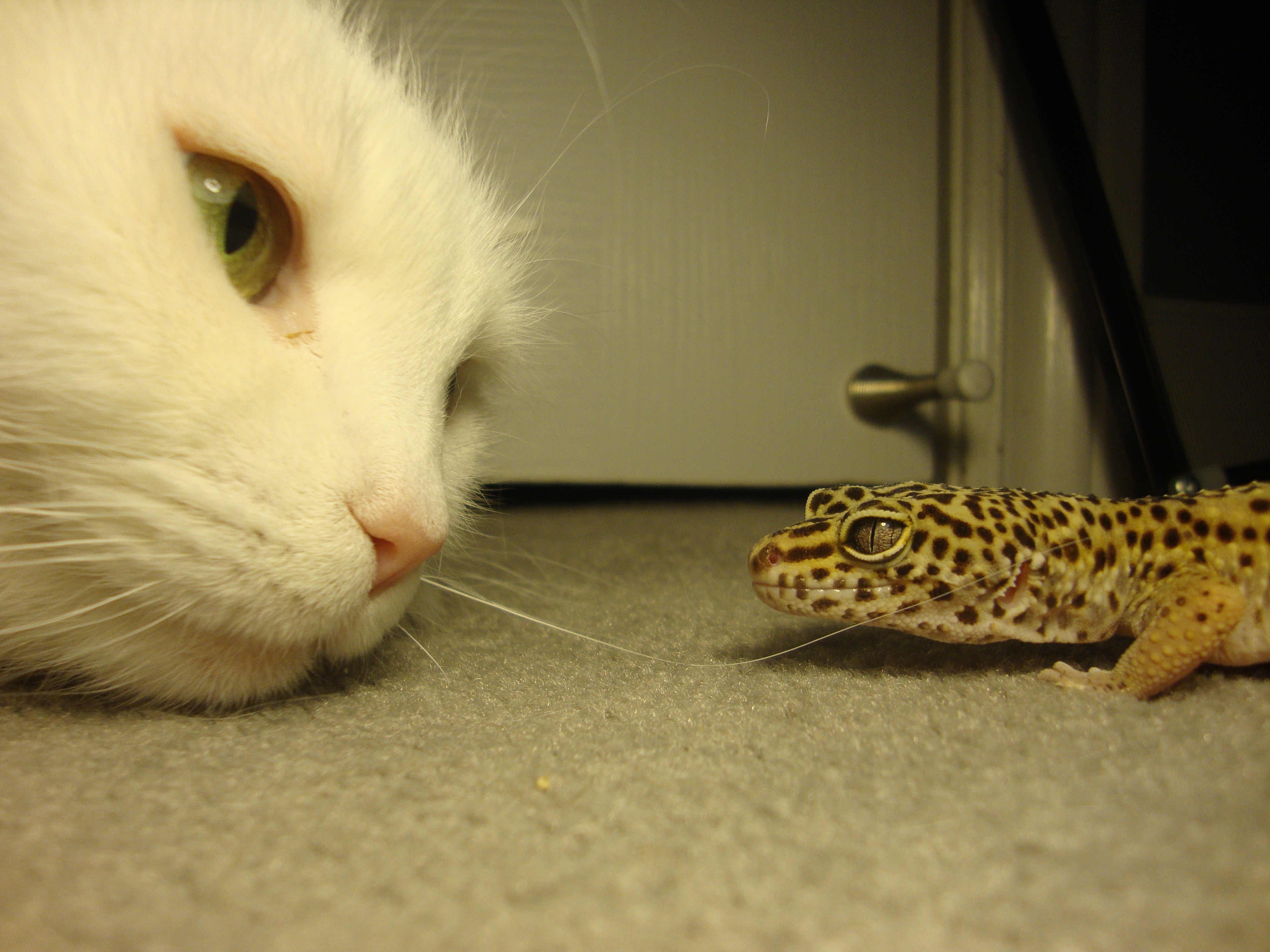 fondo de pantalla de gecko leopardo,gato,bigotes,felidae,gatos pequeños a medianos,hocico