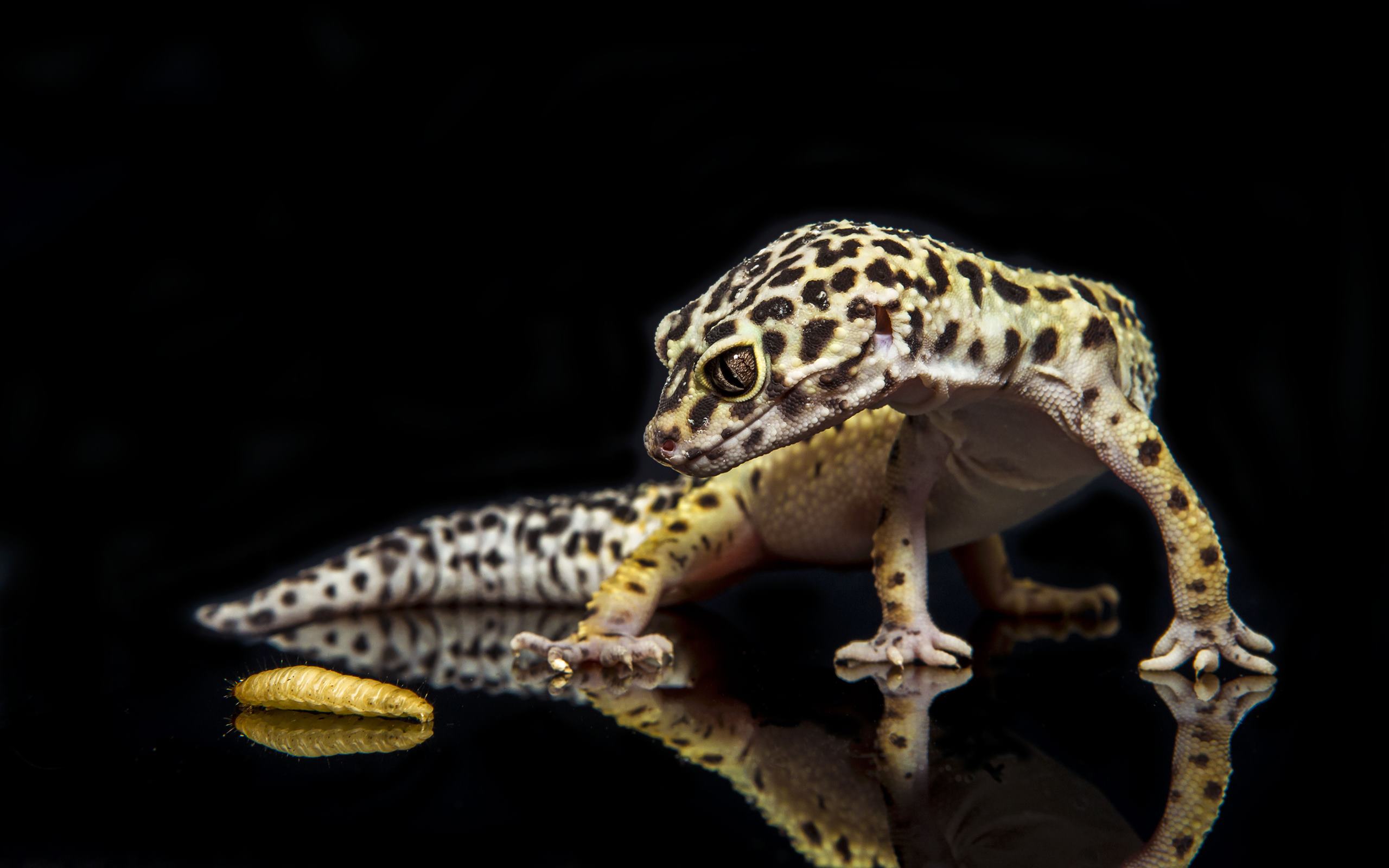 leopard gecko wallpaper,terrestrial animal,organism,gecko,amphibian,wildlife