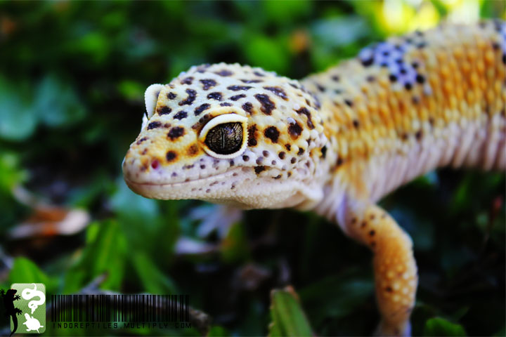 papier peint gecko léopard,reptile,animal terrestre,gecko,lézard,triton