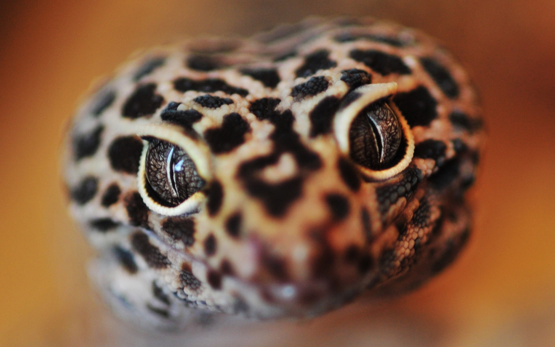 papier peint gecko léopard,reptile,animal terrestre,gecko,fermer,lézard