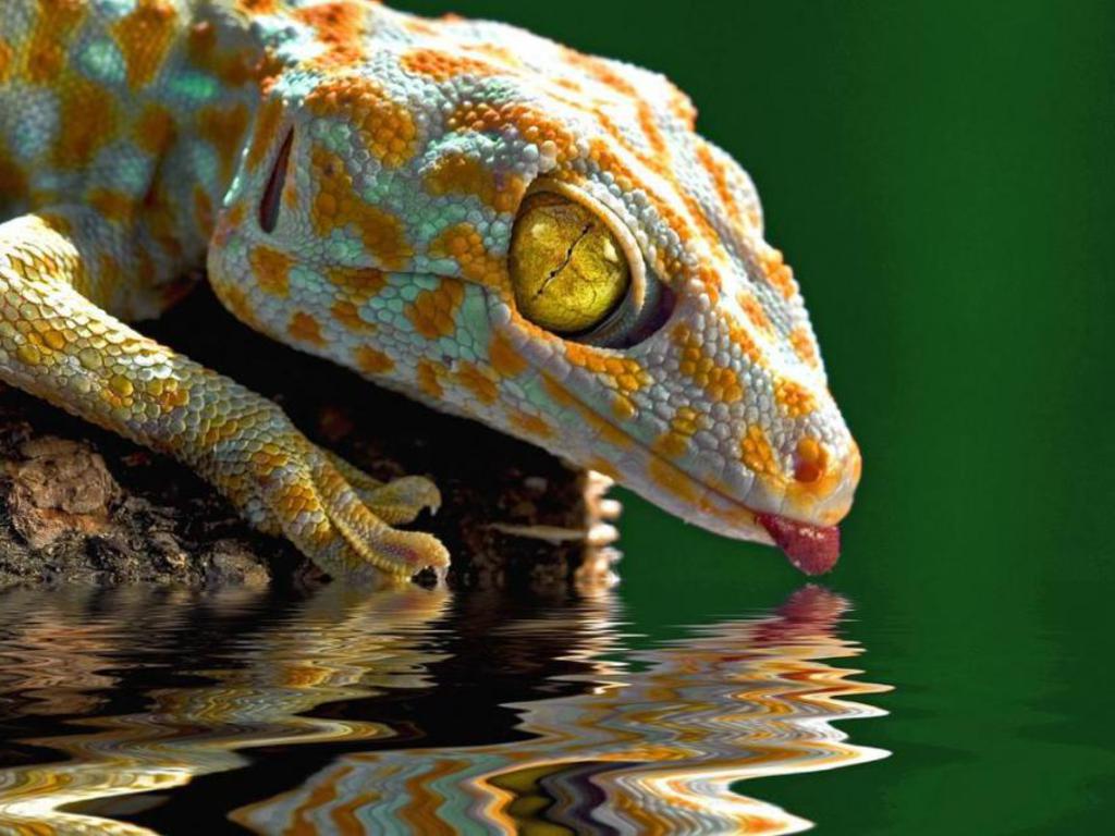 papier peint gecko léopard,reptile,lézard,gecko,animal terrestre,anole