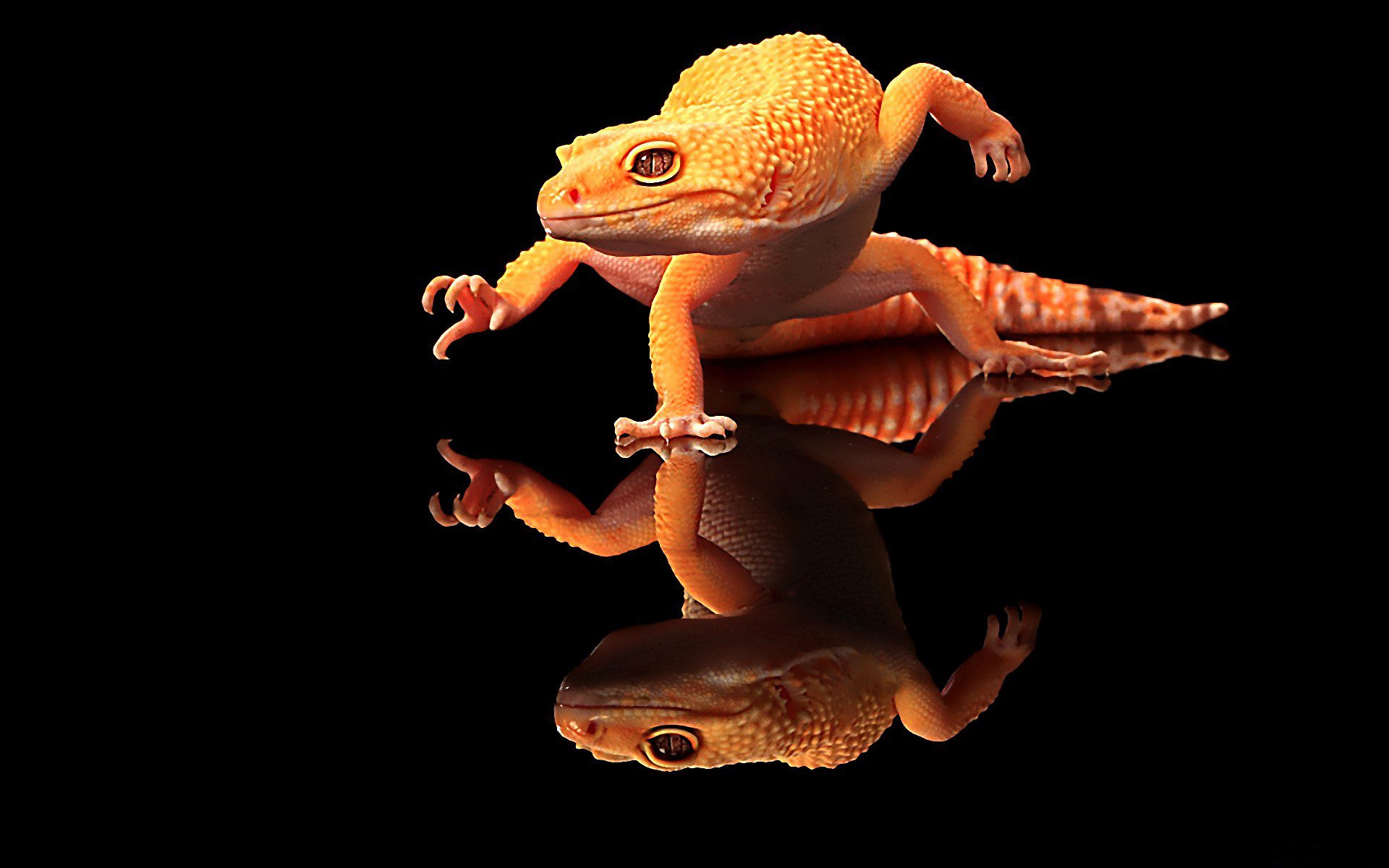 leopard gecko wallpaper,gecko,reptile,lizard,shrub frog,tree frog