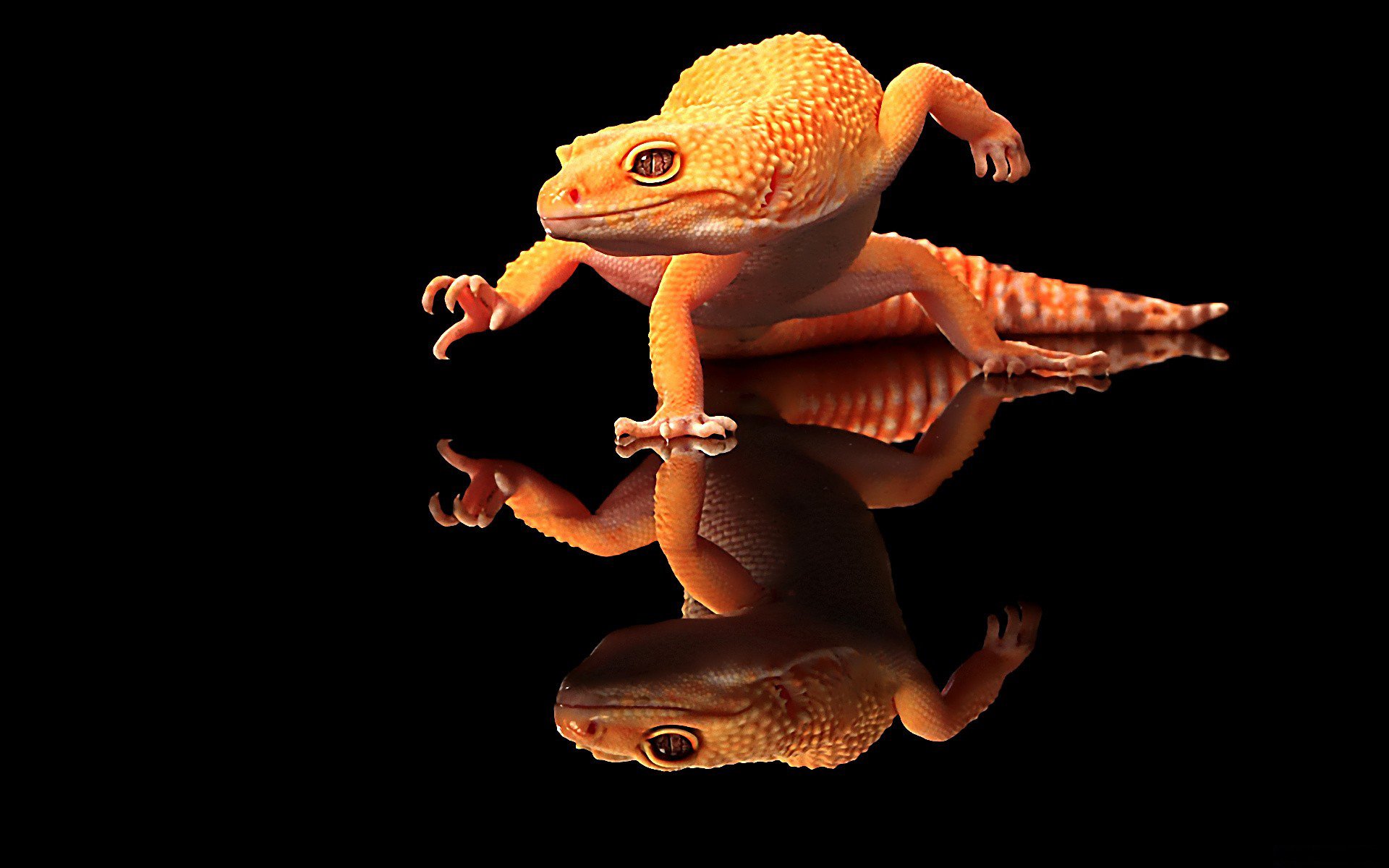 leopard gecko tapete,gecko,reptil,eidechse,strauchfrosch,laubfrosch