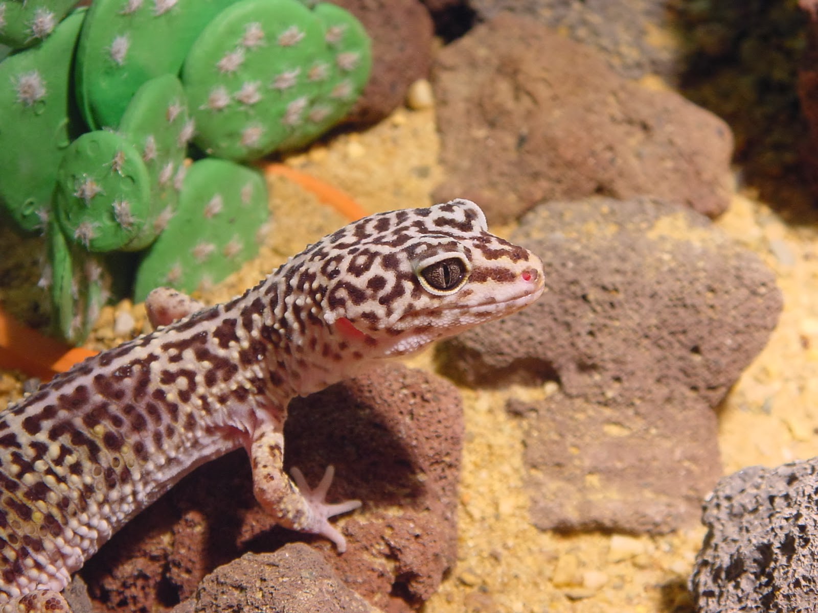 ヒョウのヤモリの壁紙,爬虫類,ヤモリ,トカゲ,陸生動物,ギラモンスター