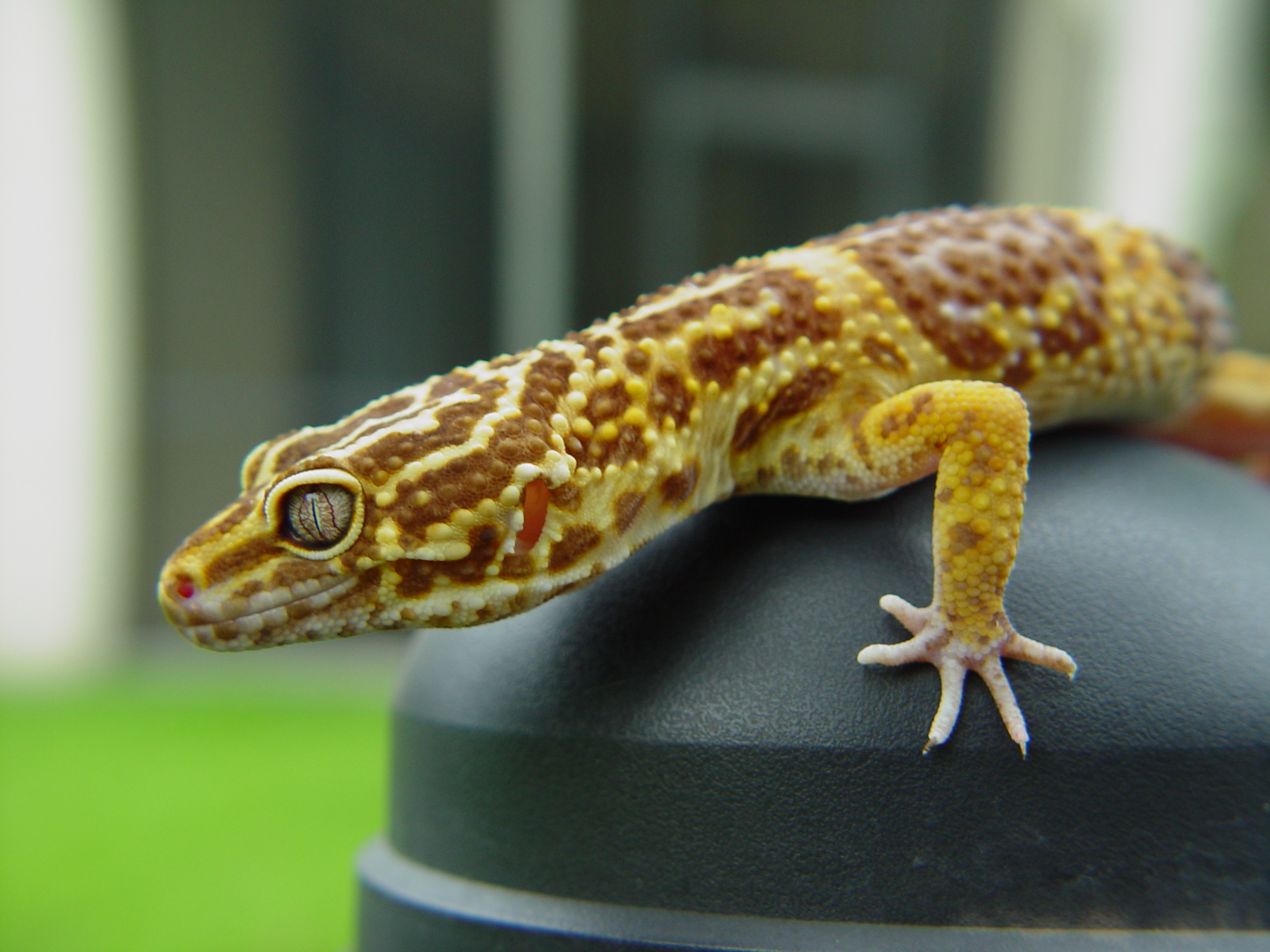 papier peint gecko léopard,reptile,lézard,gecko,anole,animal terrestre