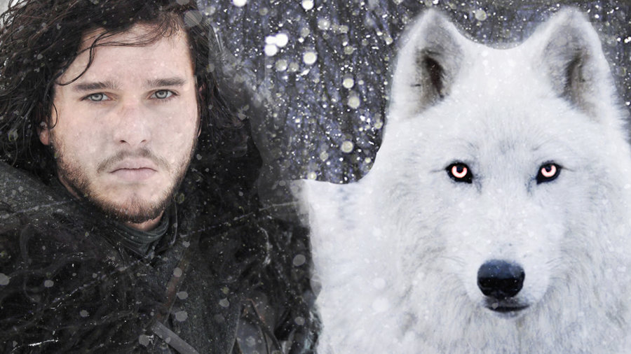 jon snow and ghost wallpaper,canis lupus tundrarum,cane,testa,lupo,cane lupo