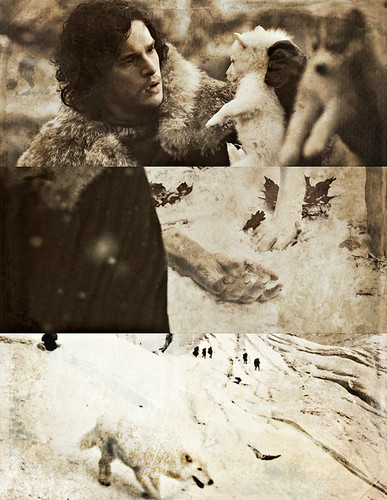 jon snow and ghost wallpaper,photograph,human,adaptation,photography,anthropology