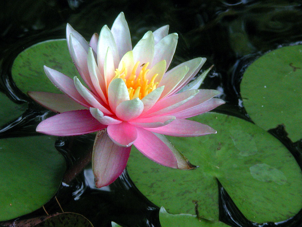 fondo de pantalla lagu,flor,lirio de agua blanca fragante,loto sagrado,planta acuática,pétalo