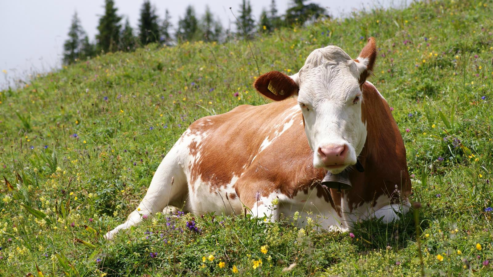 maggi wallpaper,bovine,pasture,mammal,dairy cow,meadow
