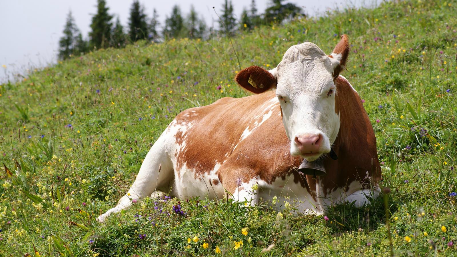 fond d'écran maggi,vache laitière,prairie,prairie,bétail,famille de chèvre de vache