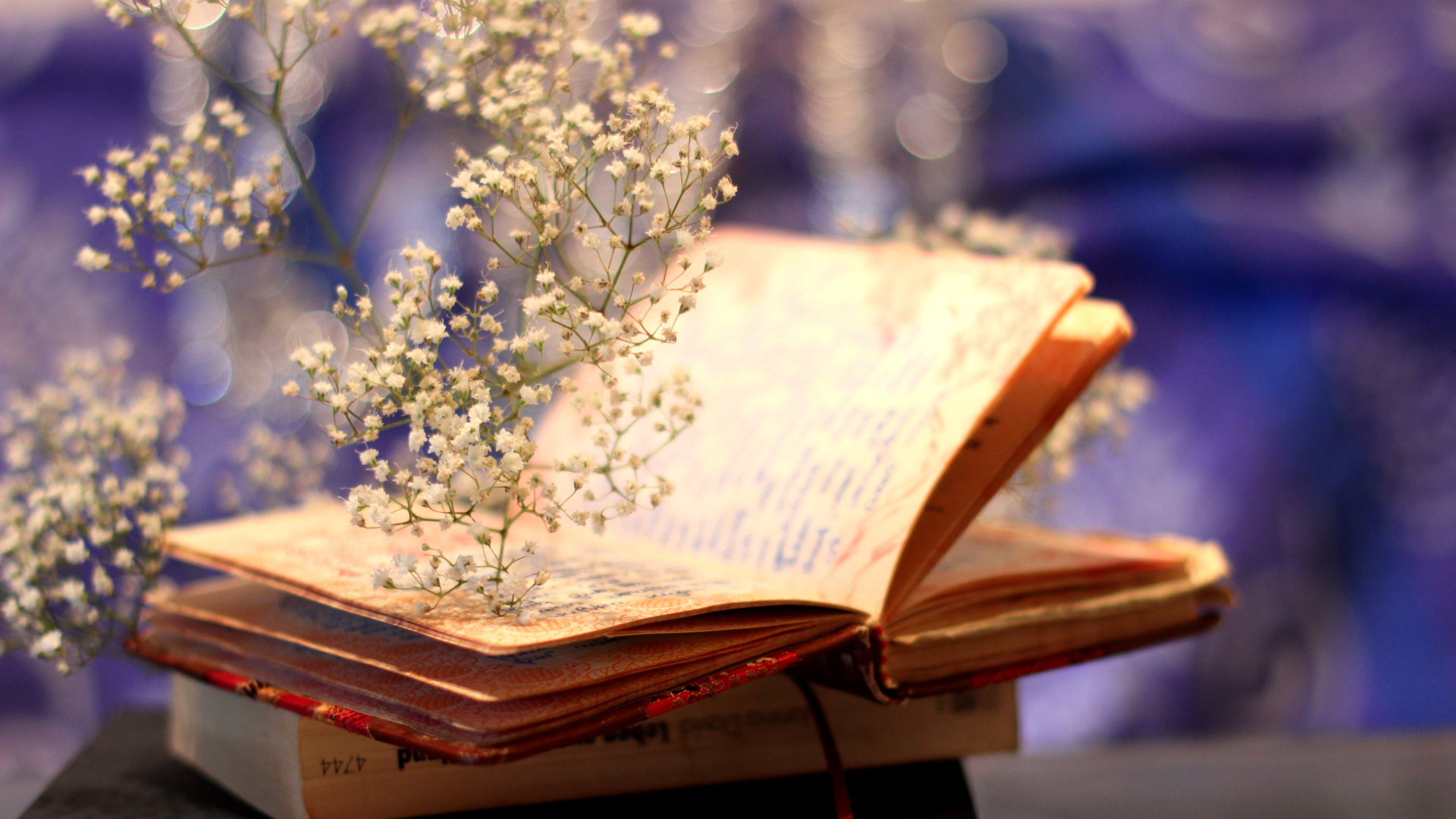 buchstäbliche tapete,buch,blume,pflanze,lesen,möbel