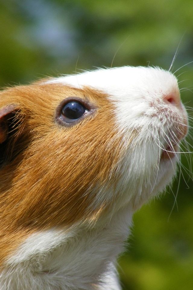 cute guinea pig wallpapers,mammal,vertebrate,guinea pig,rodent,whiskers