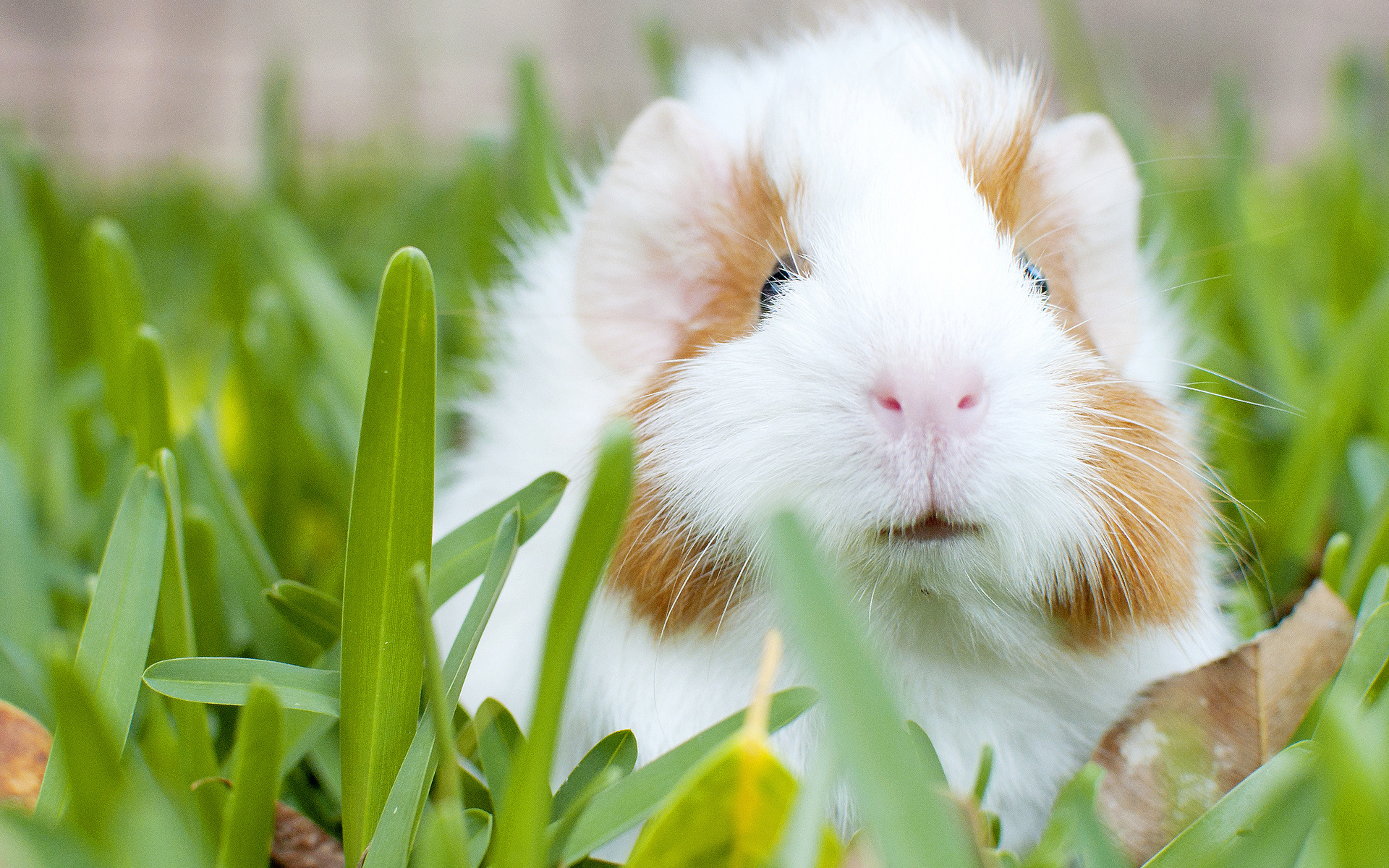 cute guinea pig wallpapers,mammal,guinea pig,grass,rabbit,rodent