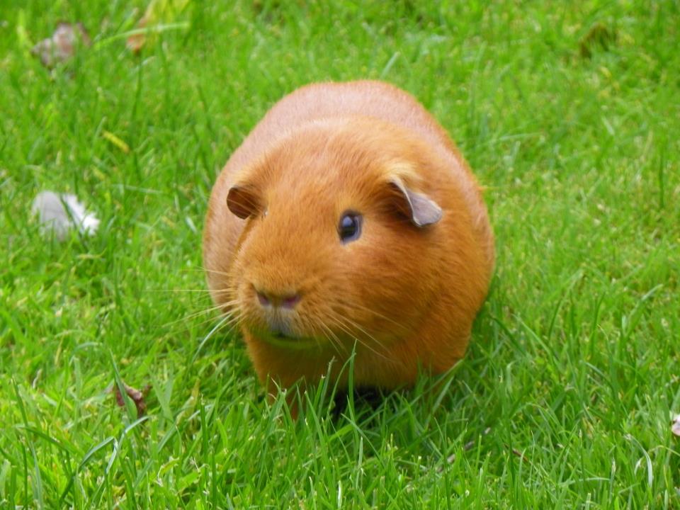cute guinea pig wallpapers,mammal,guinea pig,grass,rodent,gopher
