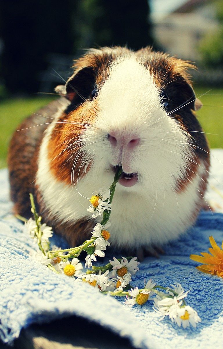 cute guinea pig wallpapers,guinea pig,mammal,rodent,grass,whiskers