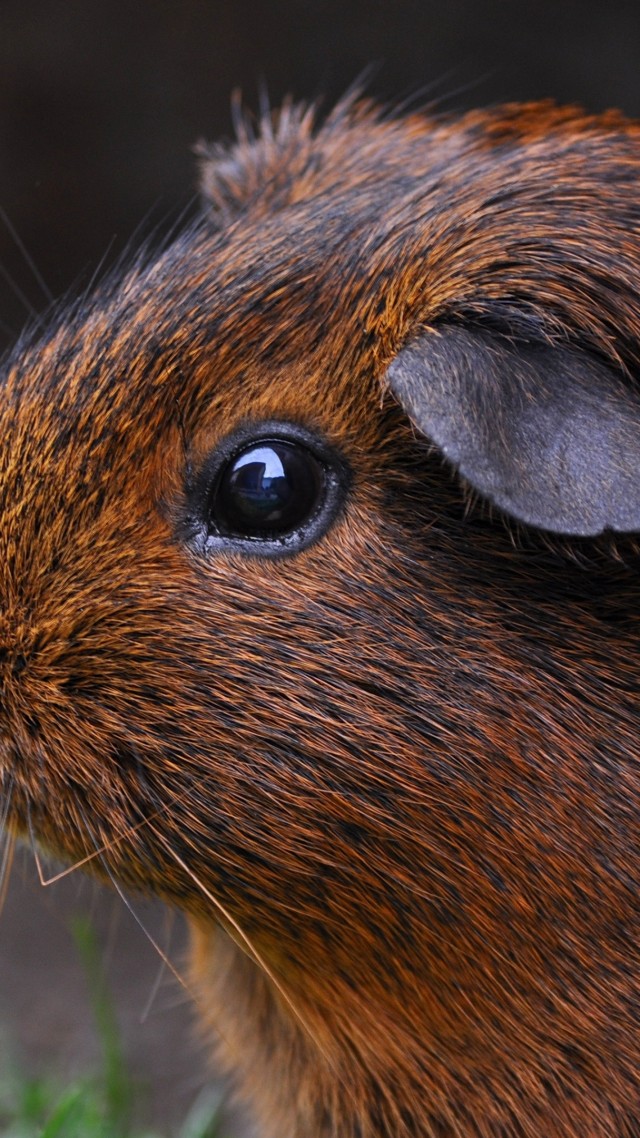 lindos fondos de pantalla de conejillo de indias,hocico,bigotes,animal terrestre,teclas inferiores pantano conejo,castor