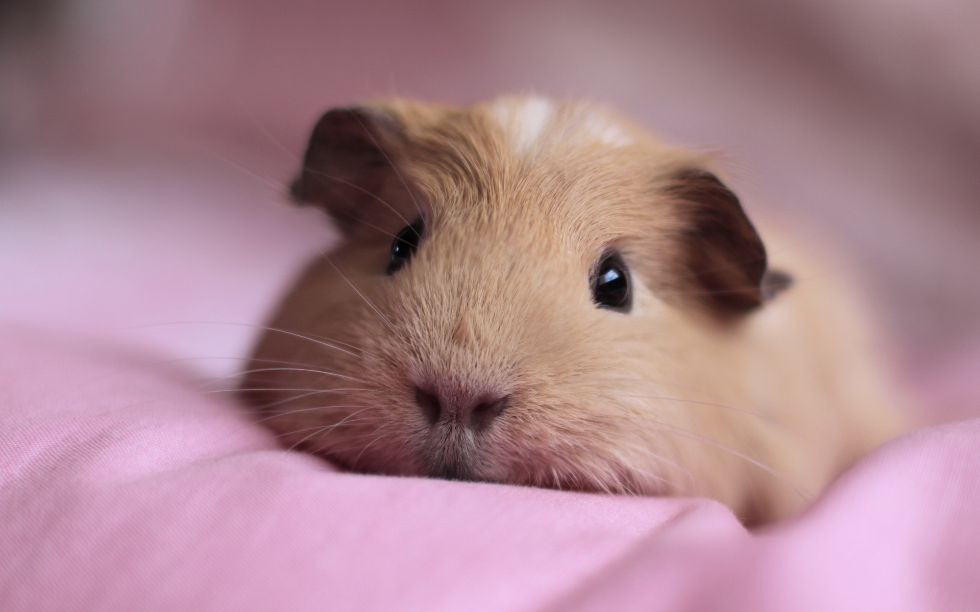 cute guinea pig wallpapers,guinea pig,skin,rodent,snout,fawn