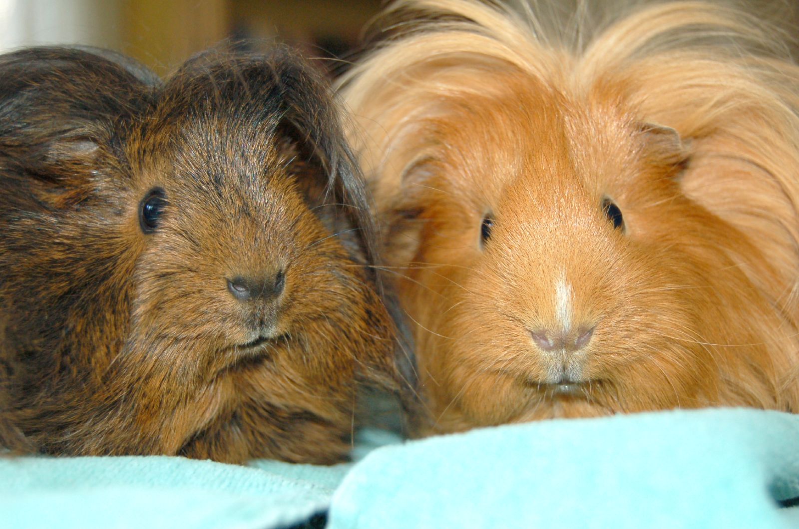 cute guinea pig wallpapers,mammal,vertebrate,guinea pig,rodent,snout