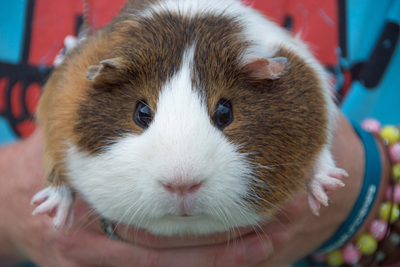 cute guinea pig wallpapers,mammal,vertebrate,guinea pig,hamster,rodent