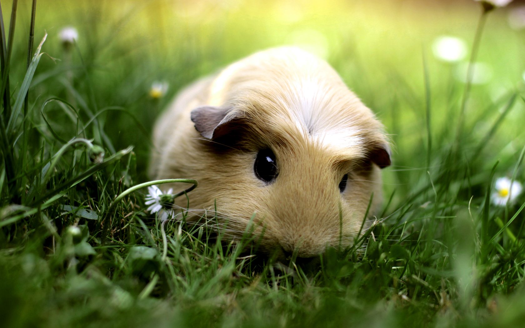 cute guinea pig wallpapers,mammal,guinea pig,rodent,grass,hamster