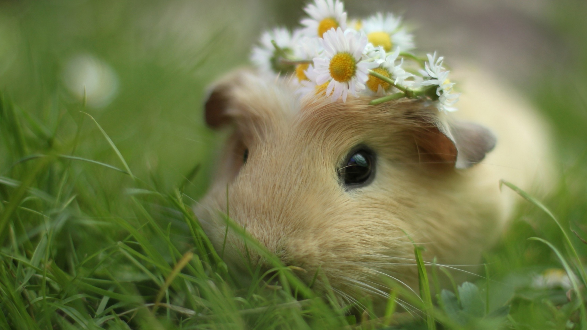 cute guinea pig wallpapers,guinea pig,mammal,hamster,rodent,grass