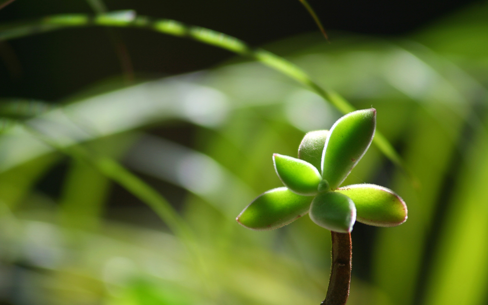 マウントアブ壁紙,緑,葉,花,工場,植物の茎