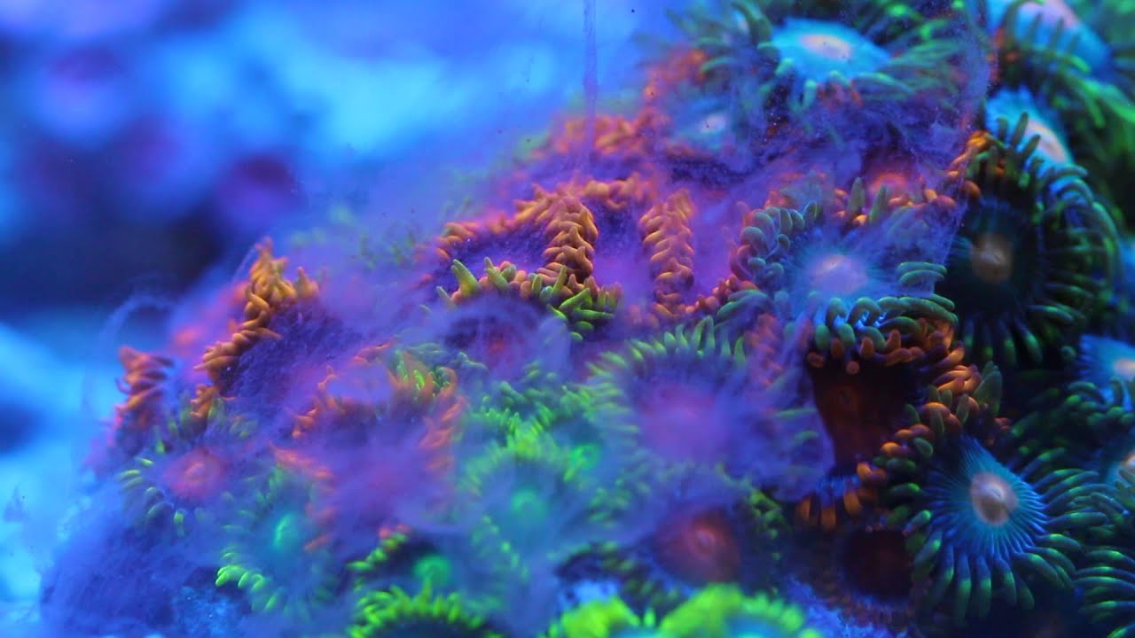 plankton wallpaper,blue,natural environment,organism,reef,coral