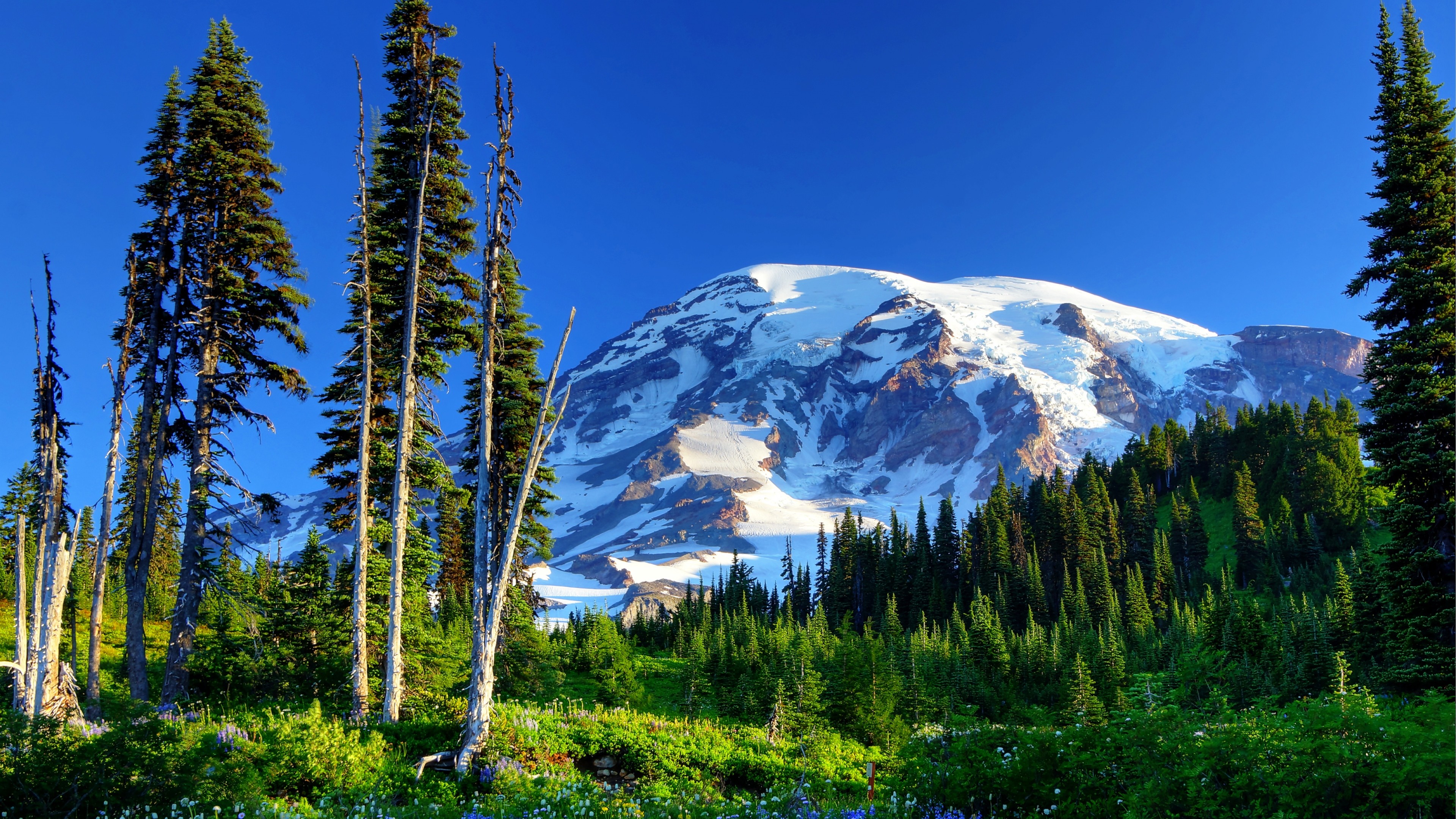 fondo de pantalla mt rainier,alerce larix lyalliisubalpine,paisaje natural,montaña,naturaleza,árbol