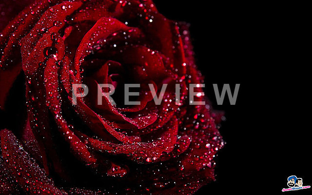 nitin wallpaper download,rose,red,garden roses,water,flower