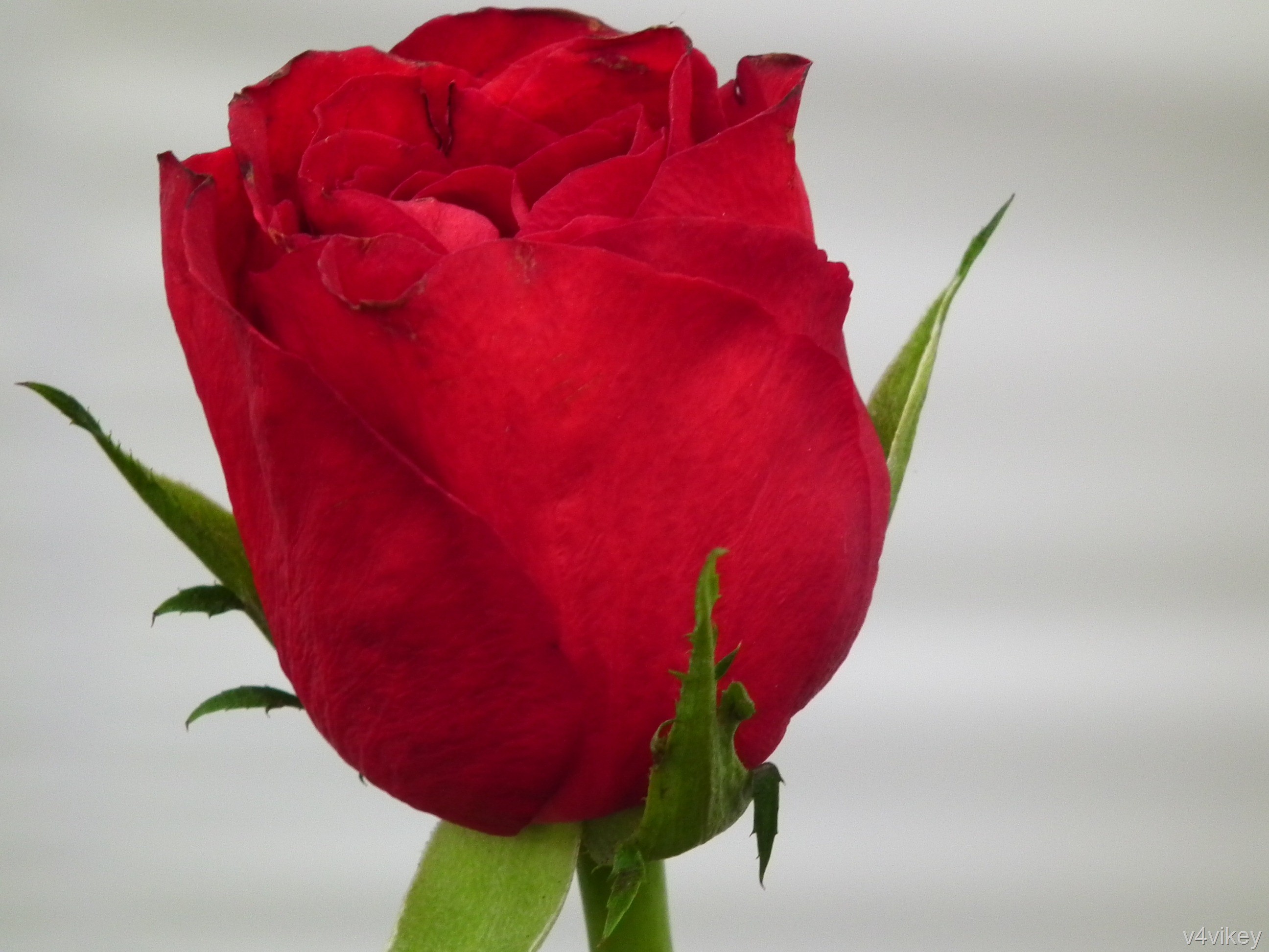 rosebud wallpaper,flor,planta floreciendo,rosas de jardín,rojo,pétalo