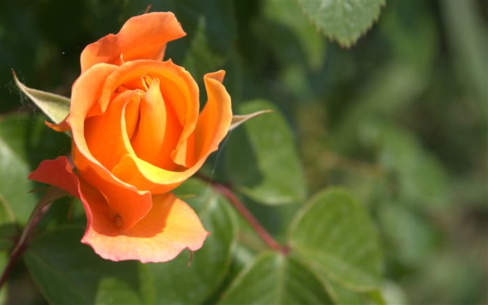 rosebud tapete,blume,blühende pflanze,julia kind stand auf,blütenblatt,gartenrosen