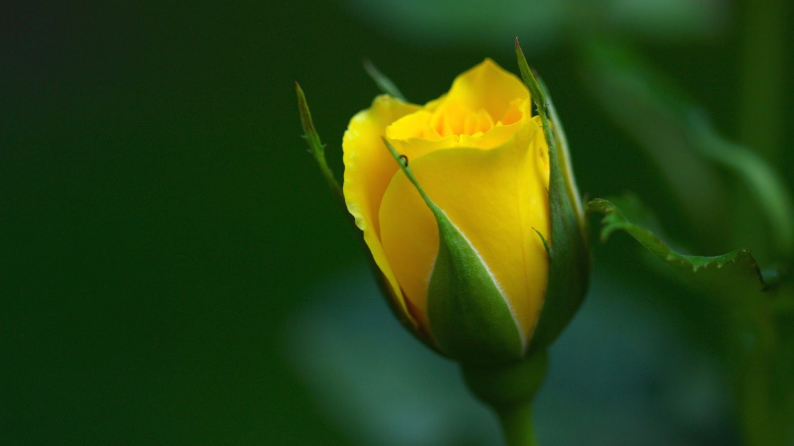 rosebud wallpaper,flor,planta floreciendo,amarillo,pétalo,brote