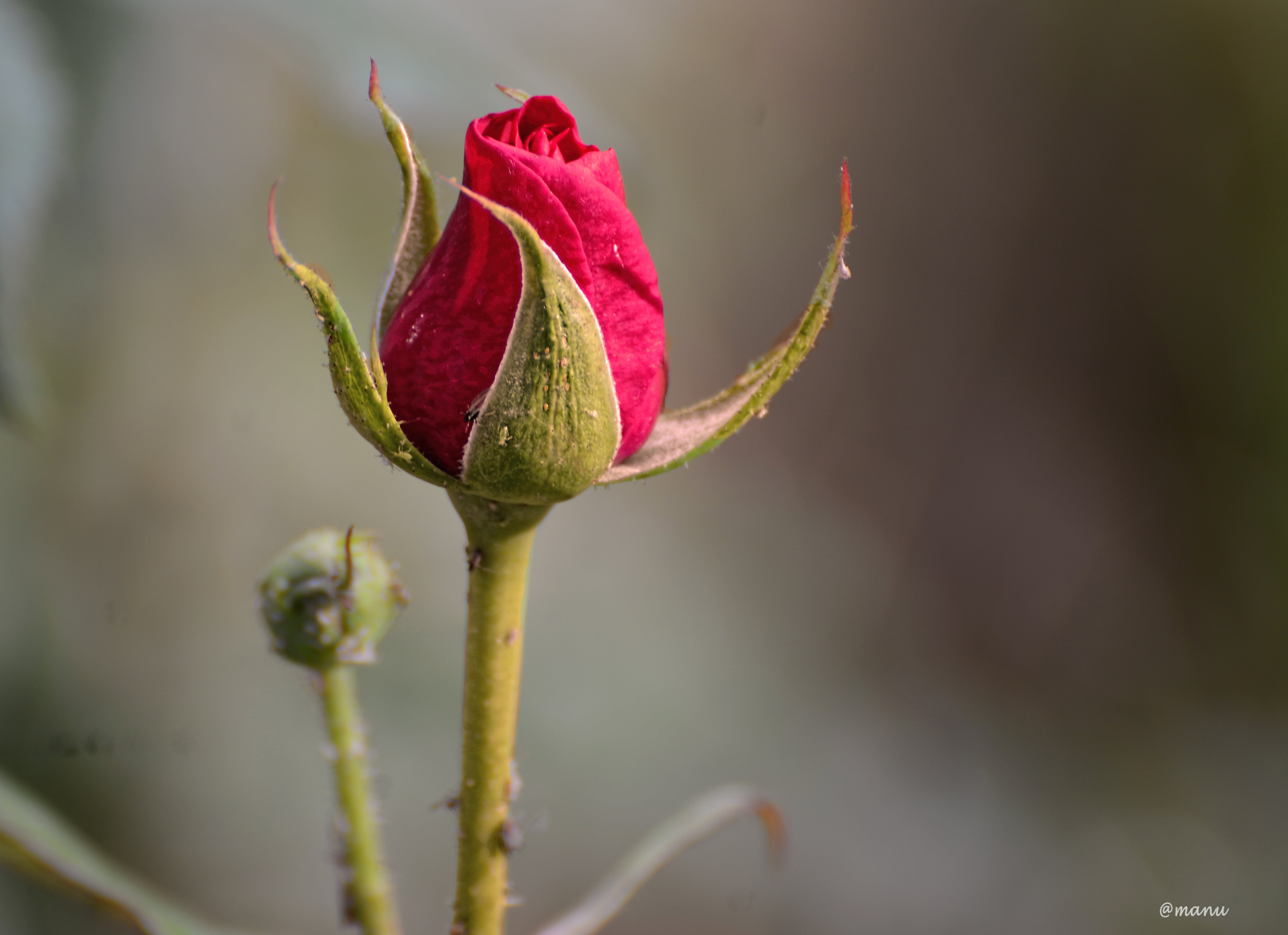 rosebud tapete,blume,knospe,blütenblatt,pflanze,blühende pflanze