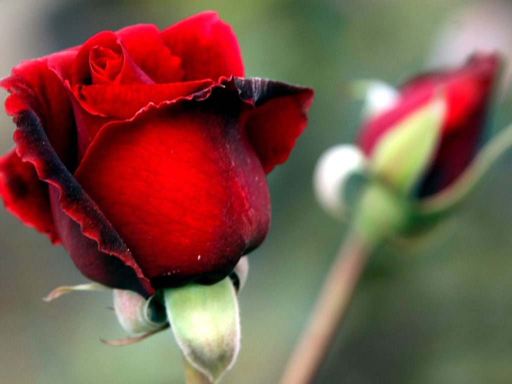 carta da parati bocciolo di rosa,fiore,pianta fiorita,rose da giardino,rosso,petalo