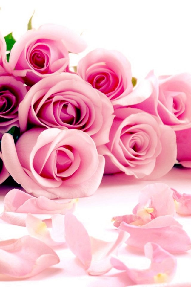 fondos de pantalla para niños de 9 años,rosas de jardín,rosado,rosa,flor,pétalo