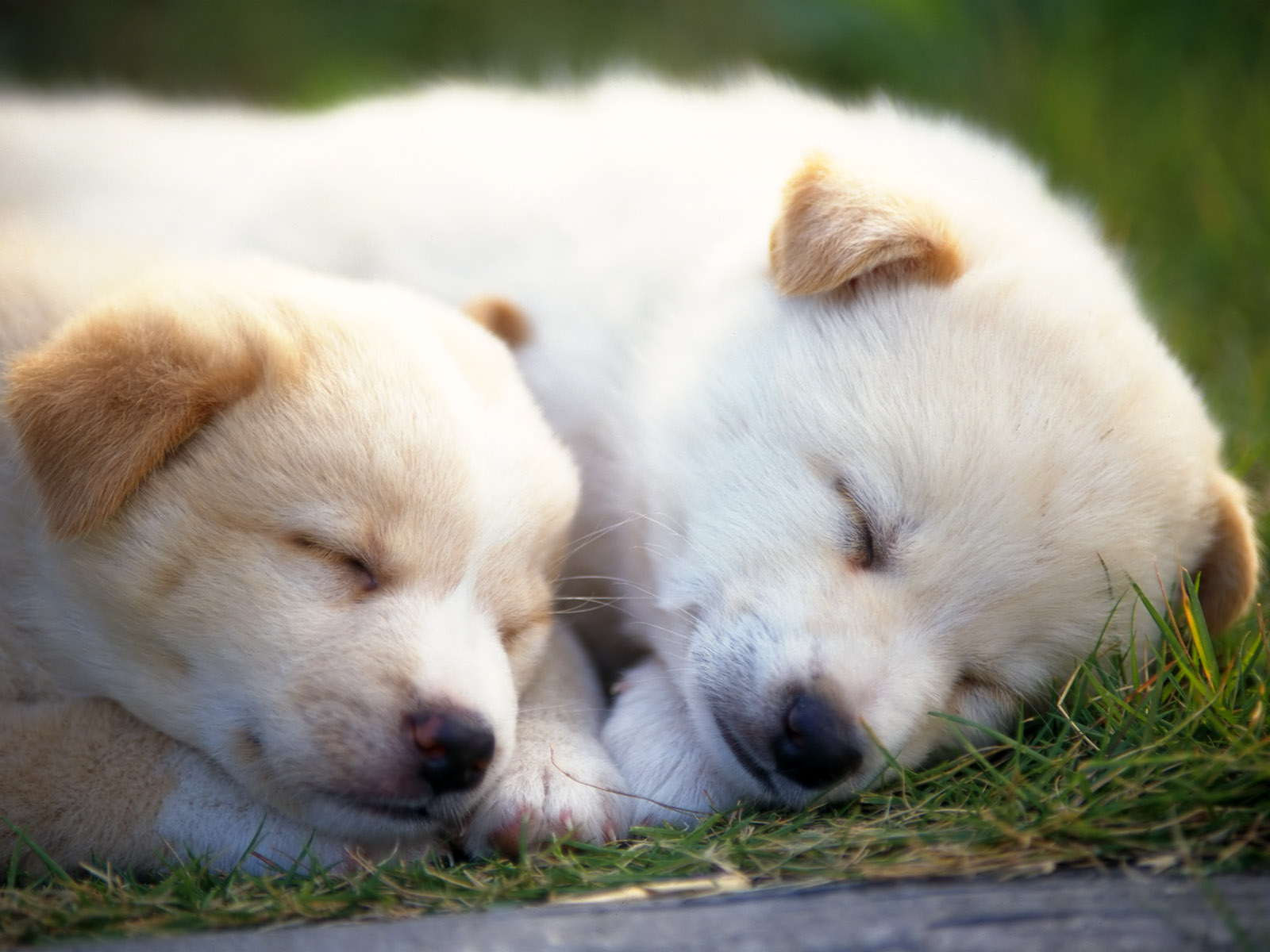 fonds d'écran pour les 9 ans,chien,chiot,chien pungsan,chien de compagnie