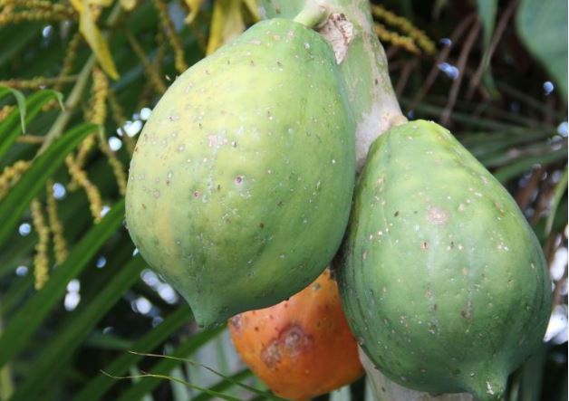 wallpaper buah segar,papaya,plant,fruit,flower,fig