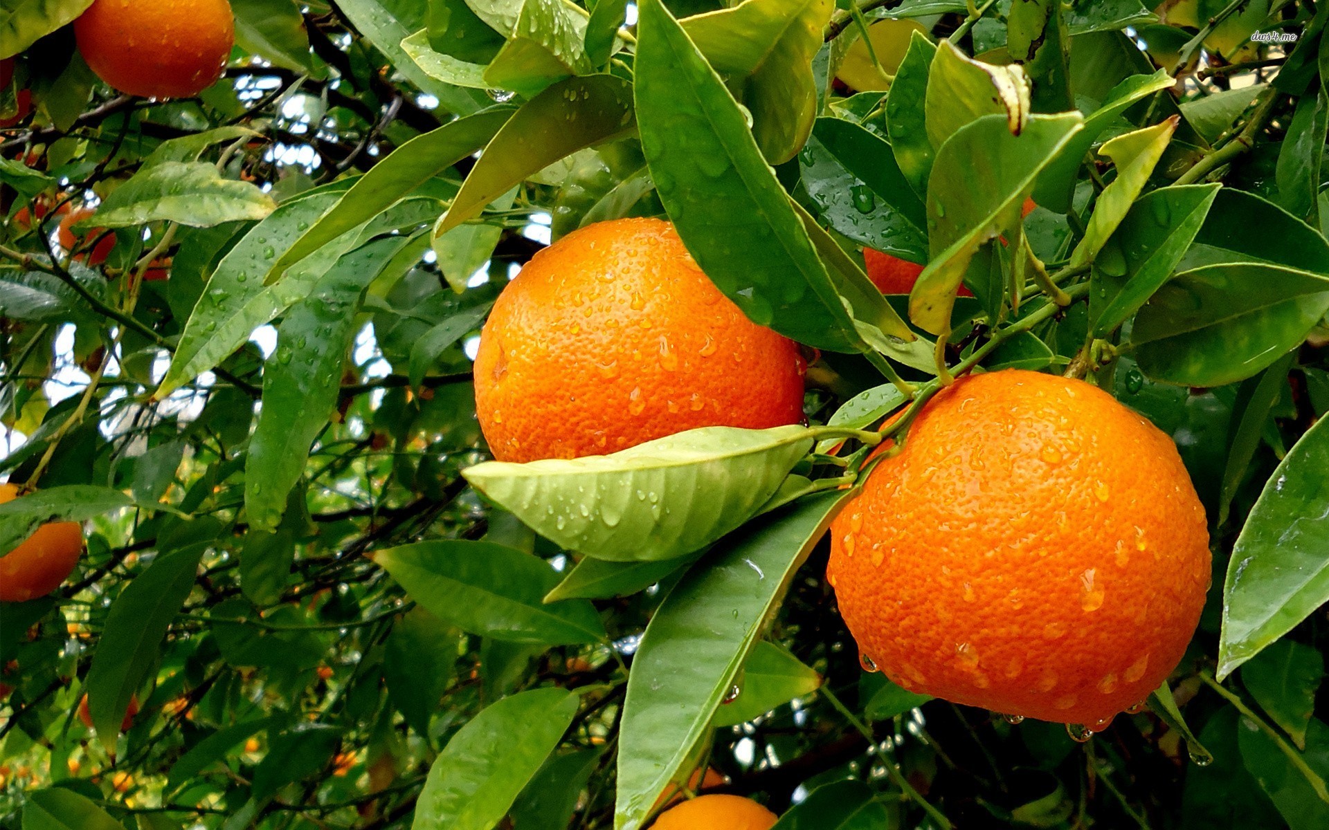 壁紙buah segar,果樹,柑橘類,クレメンタイン,フルーツ,工場