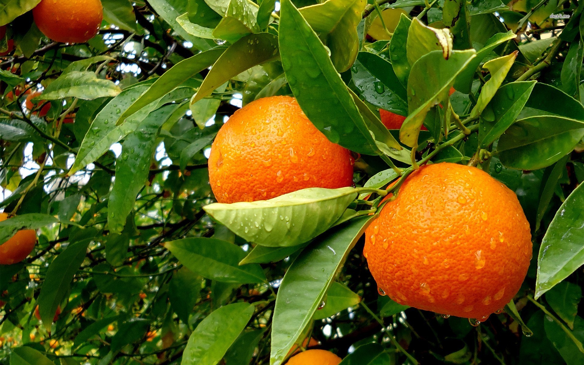 wallpaper buah segar,fruit tree,citrus,clementine,fruit,plant