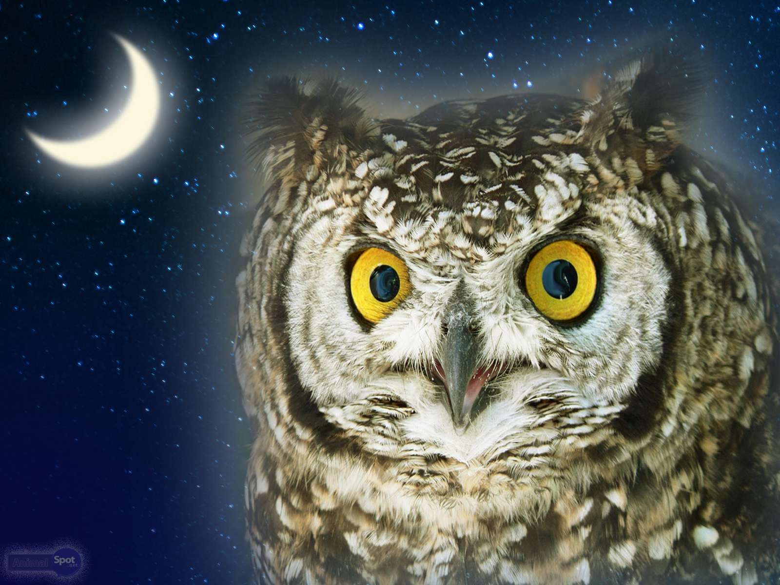 Olの壁紙 フクロウ 鳥 アメリカオオコノハズク 猛禽 アメリカオオコノハズク Wallpaperuse