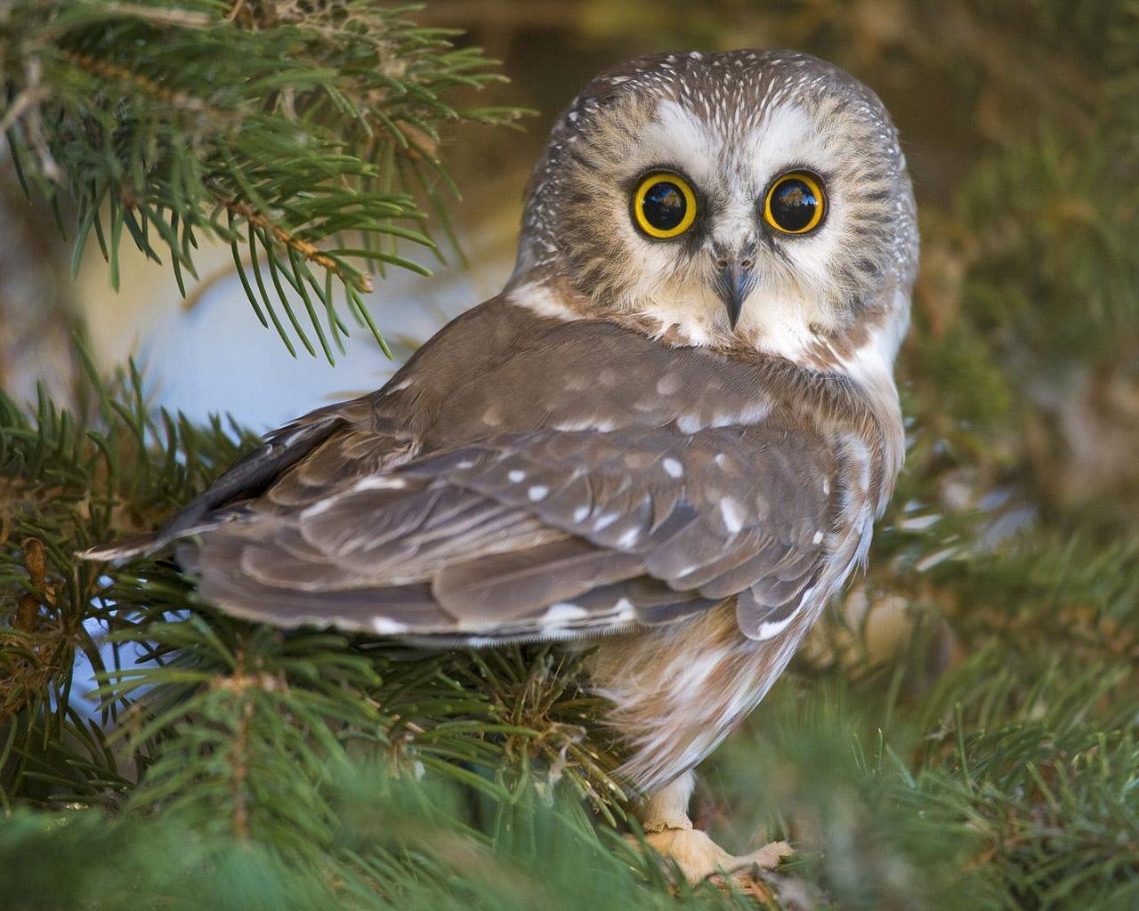 fond d'écran ol,hibou,oiseau,oiseau de proie,faune,busard nordique