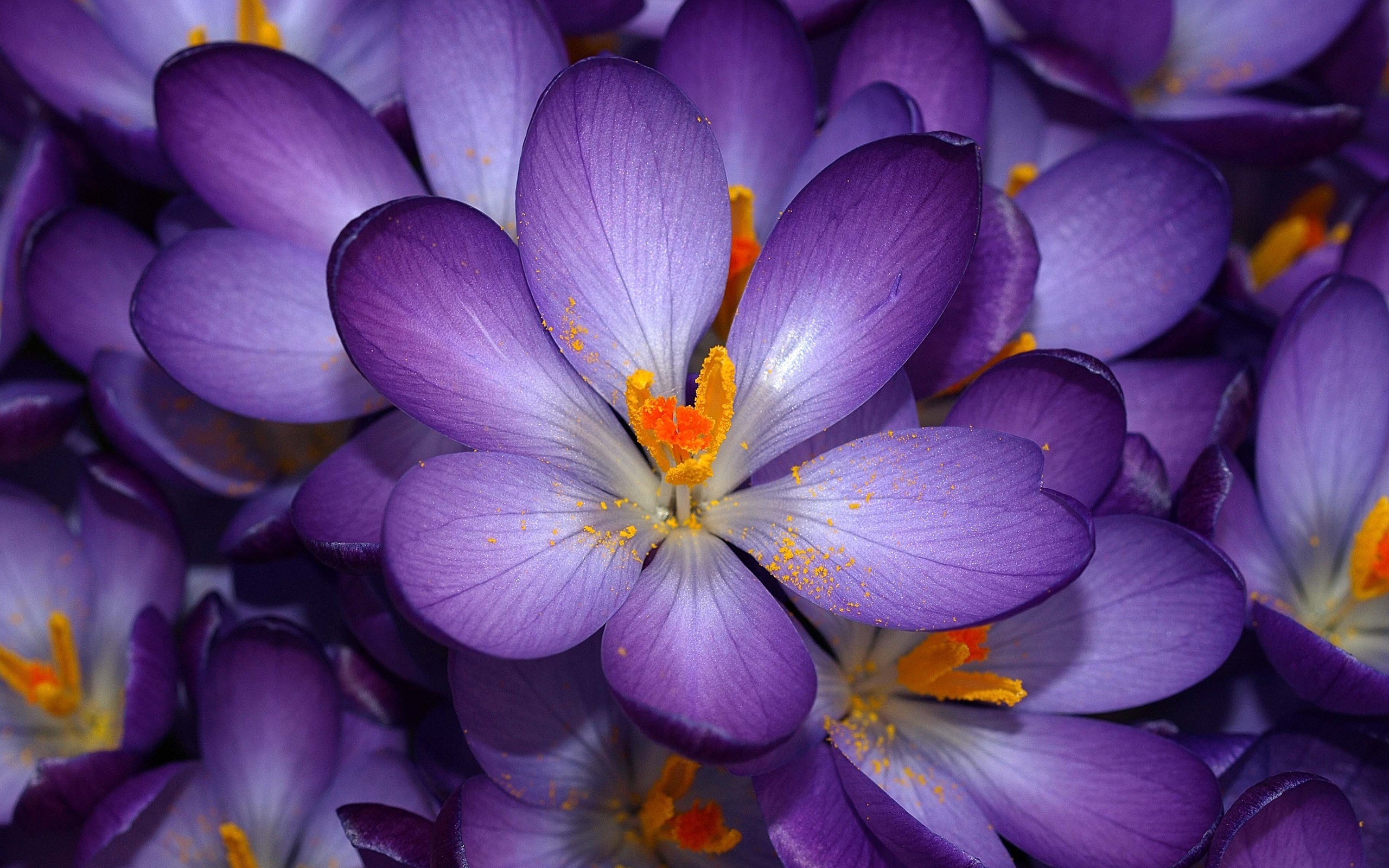 saffron wallpaper,flower,flowering plant,petal,cretan crocus,plant