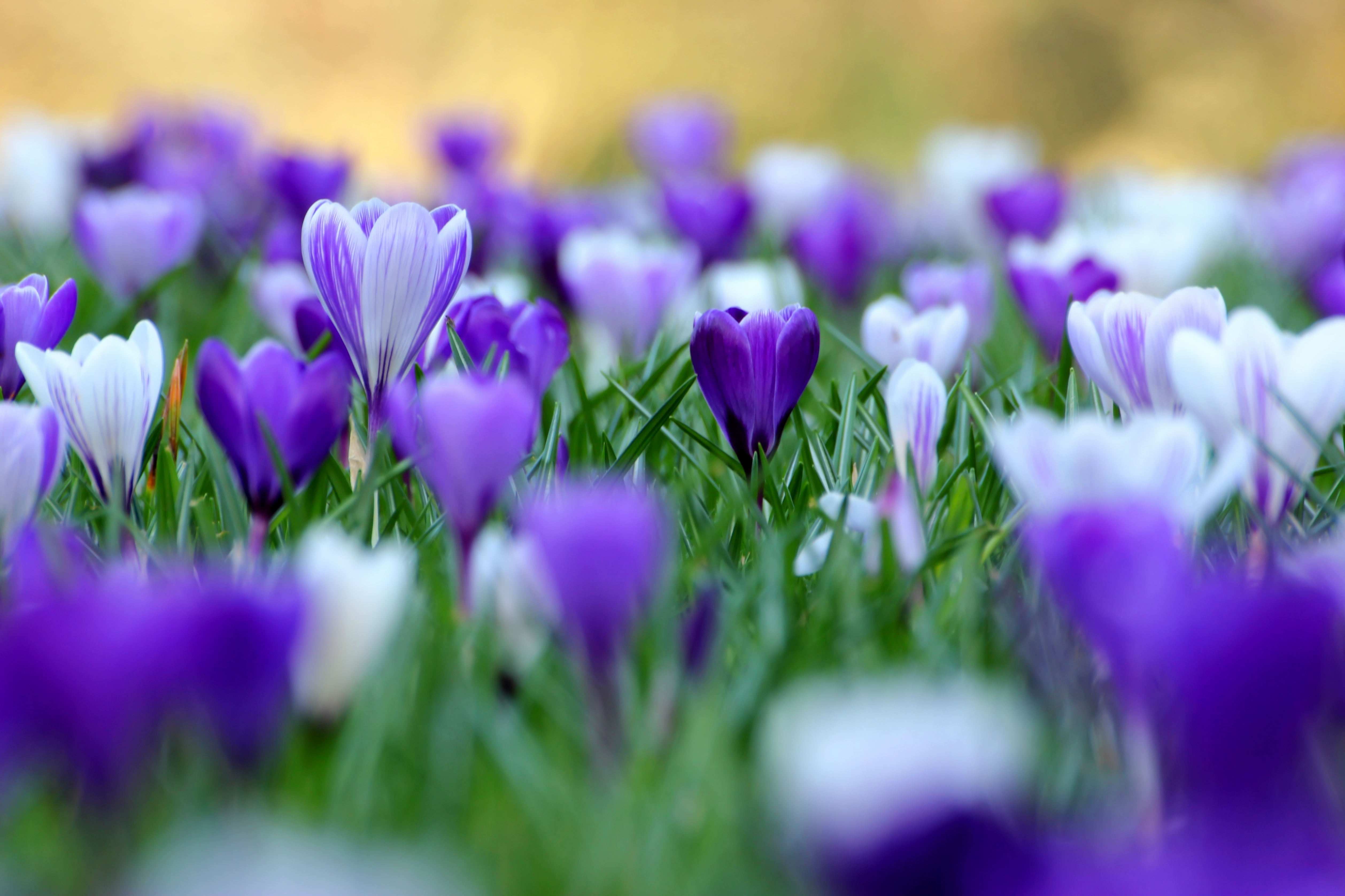 saffron wallpaper,flower,flowering plant,plant,tommie crocus,purple