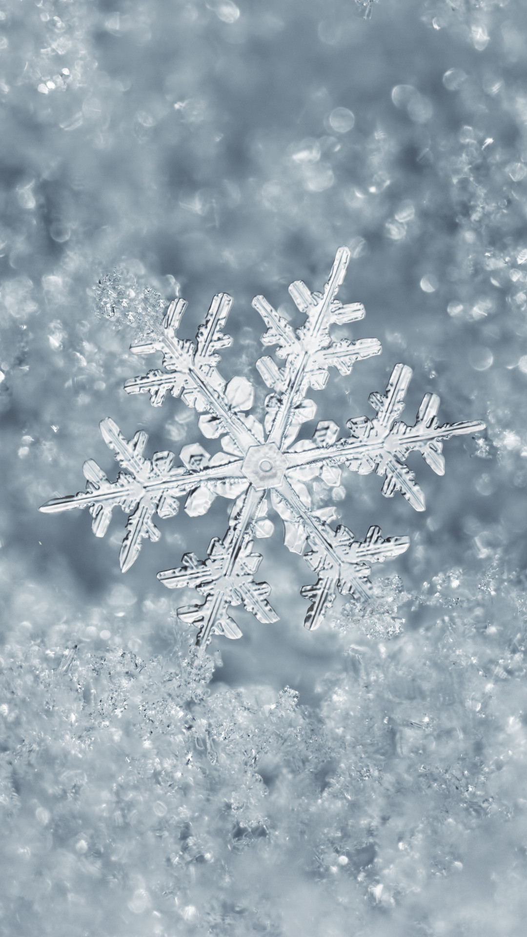 whatsapp magic wallpaper,frost,freezing,snowflake,winter,snow