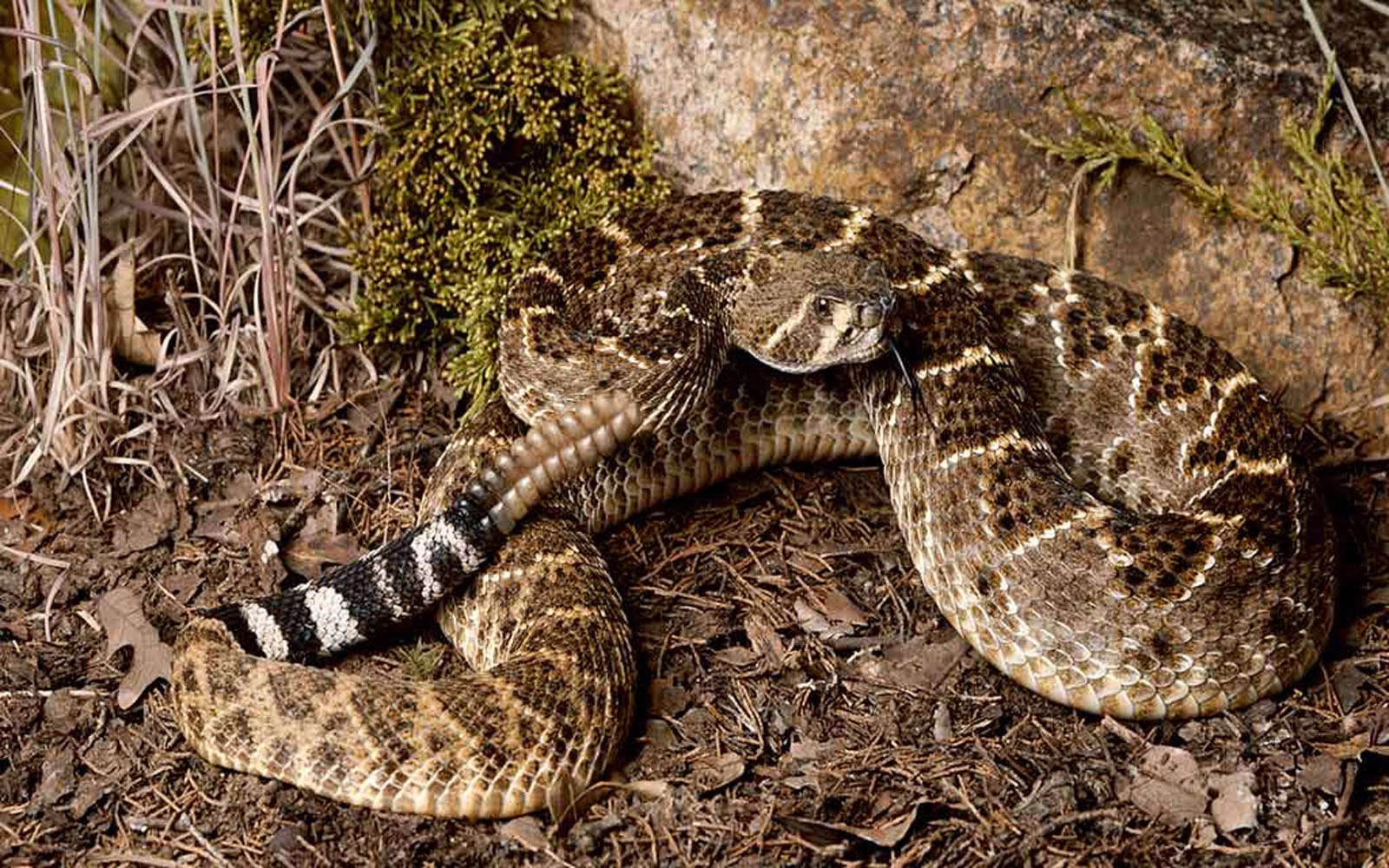 Rattlesnake Background- WallpaperUse