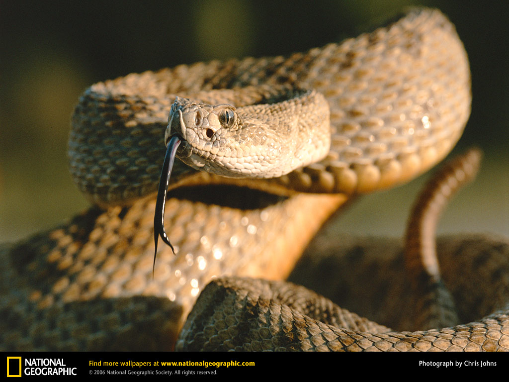 rattlesnake wallpaper,reptile,snake,scaled reptile,rattlesnake,serpent