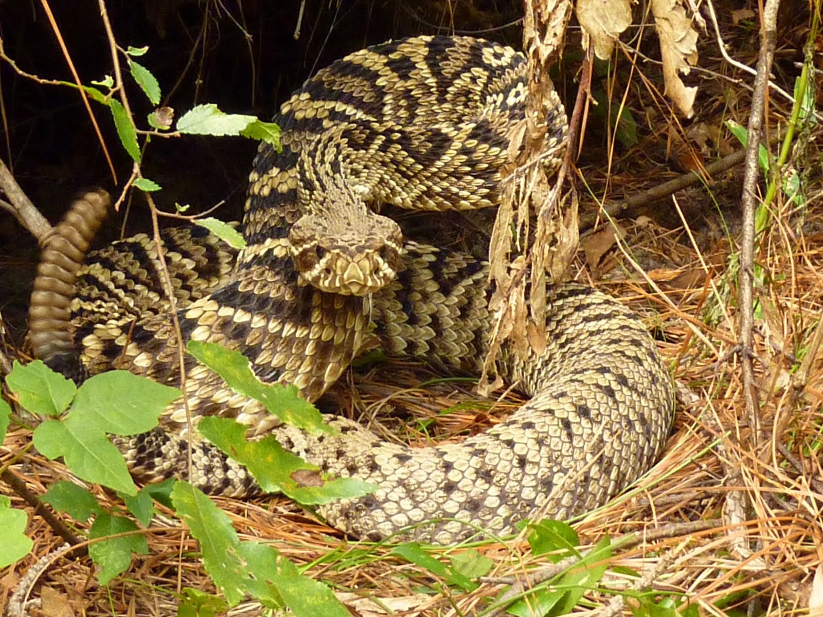 ガラガラヘビの壁紙,爬虫類,ヘビ,バイパー,陸生動物,ガラガラヘビ