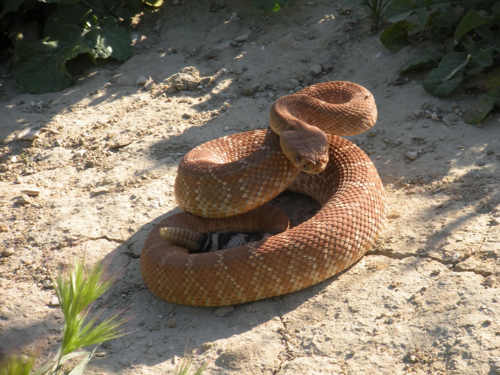 ガラガラヘビの壁紙,ヘビ,爬虫類,蛇,陸生動物,ガラガラヘビ